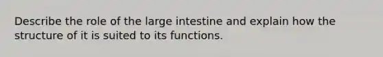 Describe the role of the large intestine and explain how the structure of it is suited to its functions.