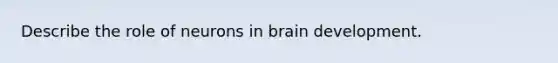 Describe the role of neurons in brain development.