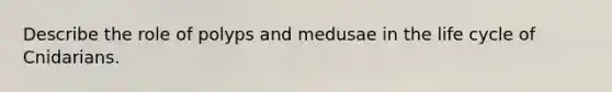 Describe the role of polyps and medusae in the life cycle of Cnidarians.