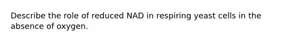 Describe the role of reduced NAD in respiring yeast cells in the absence of oxygen.