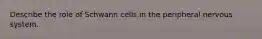 Describe the role of Schwann cells in the peripheral nervous system.