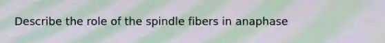 Describe the role of the spindle fibers in anaphase