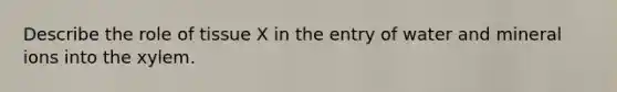 Describe the role of tissue X in the entry of water and mineral ions into the xylem.