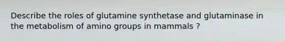 Describe the roles of glutamine synthetase and glutaminase in the metabolism of amino groups in mammals ?