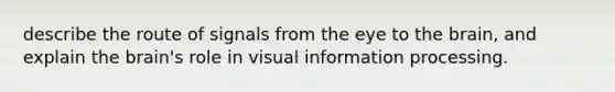 describe the route of signals from the eye to the brain, and explain the brain's role in visual information processing.