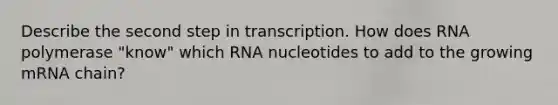 Describe the second step in transcription. How does RNA polymerase "know" which RNA nucleotides to add to the growing mRNA chain?