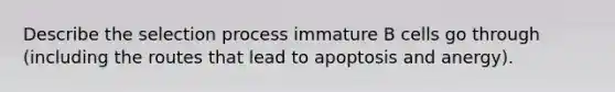 Describe the selection process immature B cells go through (including the routes that lead to apoptosis and anergy).