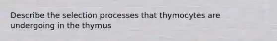 Describe the selection processes that thymocytes are undergoing in the thymus