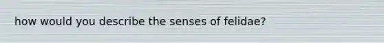 how would you describe the senses of felidae?