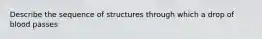 Describe the sequence of structures through which a drop of blood passes