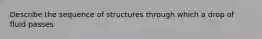 Describe the sequence of structures through which a drop of fluid passes