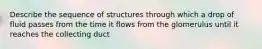 Describe the sequence of structures through which a drop of fluid passes from the time it flows from the glomerulus until it reaches the collecting duct