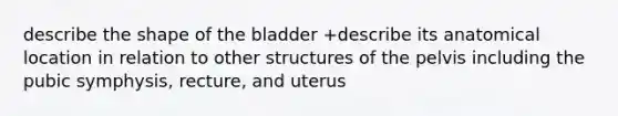 describe the shape of the bladder +describe its anatomical location in relation to other structures of the pelvis including the pubic symphysis, recture, and uterus