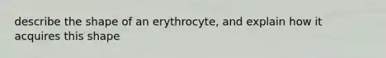 describe the shape of an erythrocyte, and explain how it acquires this shape