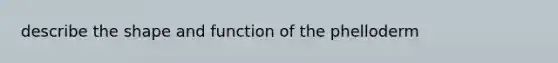 describe the shape and function of the phelloderm