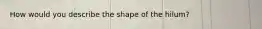 How would you describe the shape of the hilum?