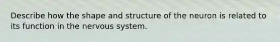 Describe how the shape and structure of the neuron is related to its function in the nervous system.