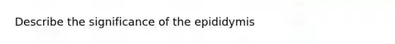 Describe the significance of the epididymis