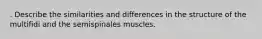 . Describe the similarities and differences in the structure of the multifidi and the semispinales muscles.