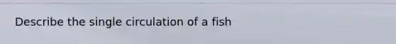 Describe the single circulation of a fish