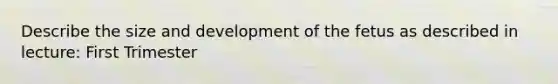 Describe the size and development of the fetus as described in lecture: First Trimester