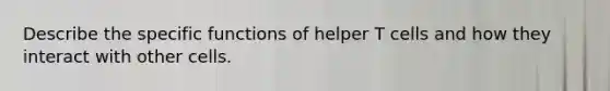 Describe the specific functions of helper T cells and how they interact with other cells.