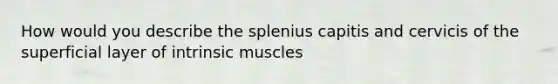 How would you describe the splenius capitis and cervicis of the superficial layer of intrinsic muscles