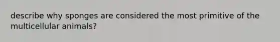 describe why sponges are considered the most primitive of the multicellular animals?