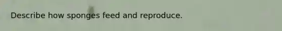 Describe how sponges feed and reproduce.