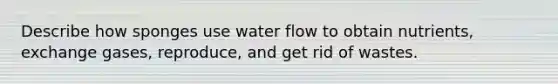 Describe how sponges use water flow to obtain nutrients, exchange gases, reproduce, and get rid of wastes.