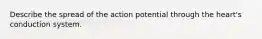 Describe the spread of the action potential through the heart's conduction system.