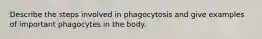 Describe the steps involved in phagocytosis and give examples of important phagocytes in the body.