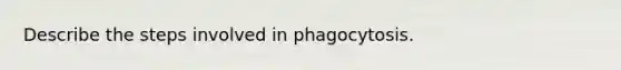 Describe the steps involved in phagocytosis.