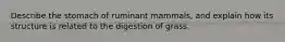 Describe the stomach of ruminant mammals, and explain how its structure is related to the digestion of grass.