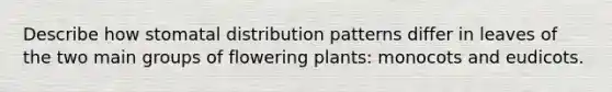 Describe how stomatal distribution patterns differ in leaves of the two main groups of flowering plants: monocots and eudicots.