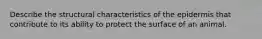 Describe the structural characteristics of the epidermis that contribute to its ability to protect the surface of an animal.