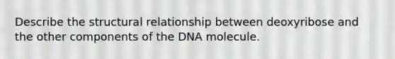 Describe the structural relationship between deoxyribose and the other components of the DNA molecule.