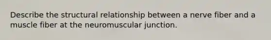 Describe the structural relationship between a nerve fiber and a muscle fiber at the neuromuscular junction.