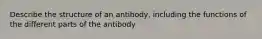 Describe the structure of an antibody, including the functions of the different parts of the antibody