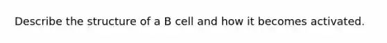 Describe the structure of a B cell and how it becomes activated.