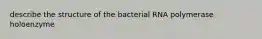 describe the structure of the bacterial RNA polymerase holoenzyme