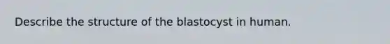 Describe the structure of the blastocyst in human.