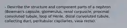 - Describe the structure and component parts of a nephron (Bowman's capsule, glomerulus, renal corpuscle, proximal convoluted tubule, loop of Henle, distal convoluted tubule, collecting duct, peritubular capillaries, vasa recta).