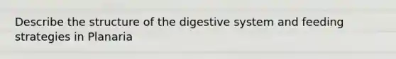 Describe the structure of the digestive system and feeding strategies in Planaria