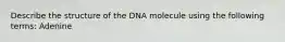 Describe the structure of the DNA molecule using the following terms: Adenine