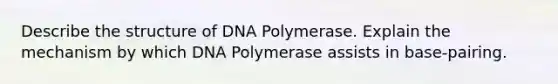 Describe the structure of DNA Polymerase. Explain the mechanism by which DNA Polymerase assists in base-pairing.