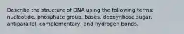 Describe the structure of DNA using the following terms: nucleotide, phosphate group, bases, deoxyribose sugar, antiparallel, complementary, and hydrogen bonds.