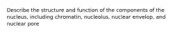 Describe the structure and function of the components of the nucleus, including chromatin, nucleolus, nuclear envelop, and nuclear pore