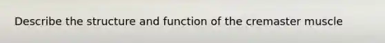 Describe the structure and function of the cremaster muscle