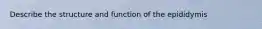 Describe the structure and function of the epididymis